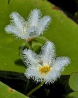Nymphoides indica