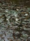 Ottelia ovalifolia