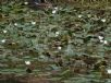 Ottelia ovalifolia
