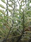 Euphorbia tithymaloides Variegatus