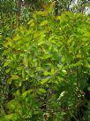Persoonia levis