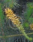 Persoonia pinifolia