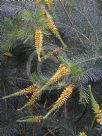 Persoonia pinifolia