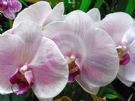 Phalaenopsis