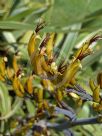 Phormium cookianum hookeri Tricolor