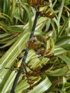 Phormium cookianum hookeri Tricolor