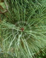 Pinus jeffreyi
