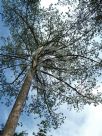 Pinus nigra laricio