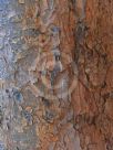 Pinus patula