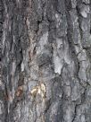 Pinus radiata