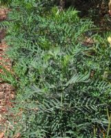 Polyscias sambucifolia leptophylla
