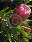 Protea neriifolia