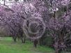 Prunus blireana