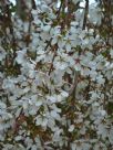 Prunus subhirtella Falling Snow
