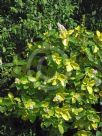 Pseuderanthemum carruthersii Reticulatum