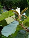 Pterospermum acerifolium