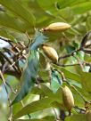 Pterospermum acerifolium