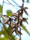 Pterospermum acerifolium