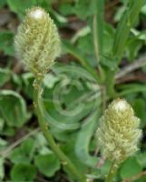 Ptilotus macrocephalus