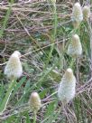 Ptilotus macrocephalus