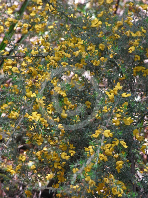 Pultenaea Villosa Hairy Bush Pea Information And Photos 0895