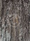 Quercus rubra