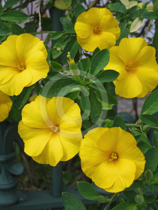 Reinwardtia Indica Golden Dollar Plant Yellow Flax Information And Photos