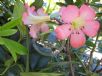 Rhododendron Vireya Hybrids