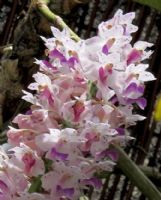 Rhynchostylis retusa