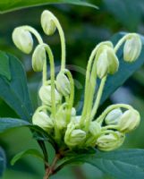 Clerodendrum incisum