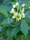 Clerodendrum incisum