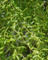 Salix babylonica pekinensis Tortuosa
