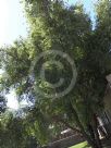 Salix babylonica pekinensis Tortuosa