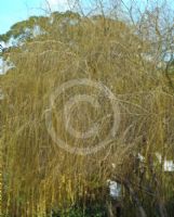 Salix sepulcralis Chrysocoma
