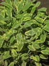 Salvia officinalis Icterina