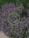 Salvia officinalis Purpurascens