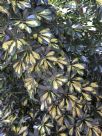 Schefflera arboricola Variegata