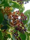 Schefflera arboricola Variegata