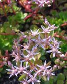 Sedum spurium