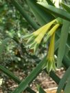 Clinanthus variegatus