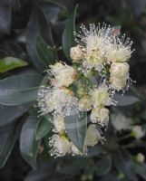 Syzygium australe Hinterland Gold
