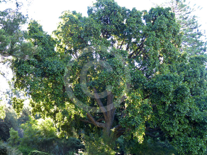 syzygium paniculatum brush cherry