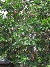 Syzygium samarangense