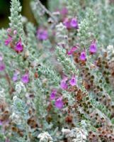 Teucrium marum