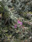 Teucrium marum