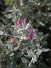 Teucrium marum