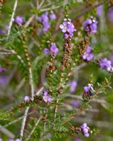 Thryptomene stenophylla