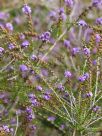 Thryptomene stenophylla