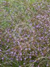 Thryptomene stenophylla