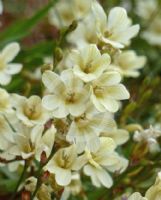 Tritonia gladiolaris